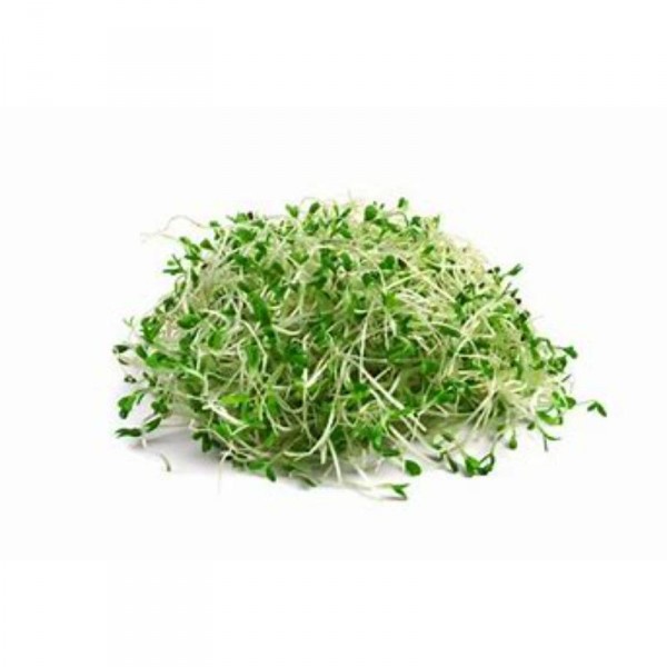 BROTES DE ALFALFA 70 GRS.