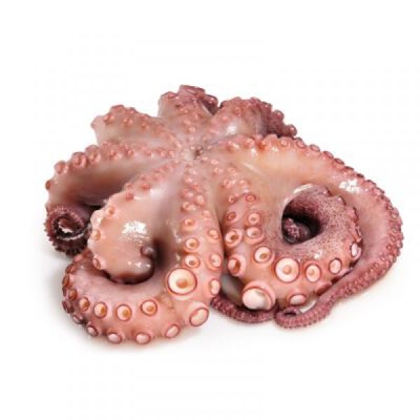PULPO CRUDO ENTERO 1-3 KG/PZA, KG.