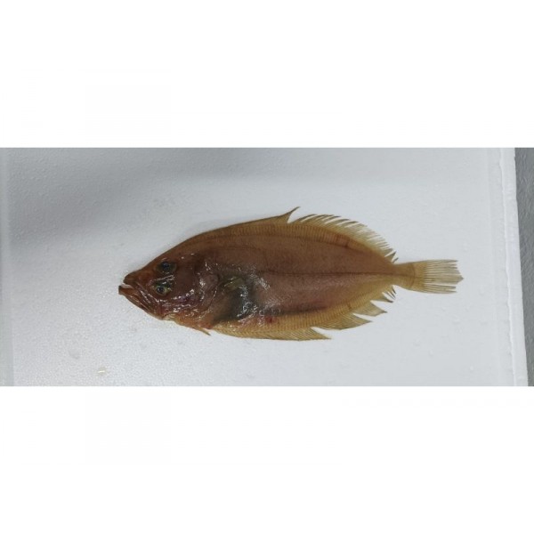 GALLO-OJITO FILETE +700 GR/PZA., KG.