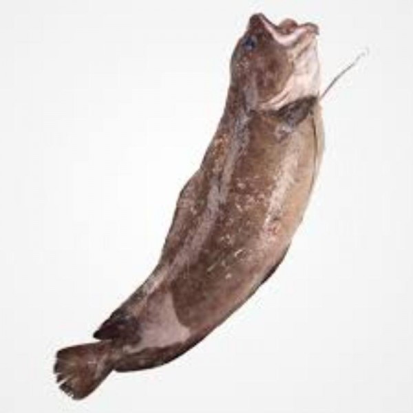 LOCHA FRESCA DE 500 A 1500 GRS/PIEZA, KILO