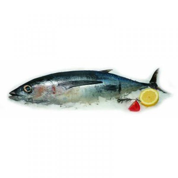 BONITO DEL NORTE ENTERO +8 KG/PZA,KG.