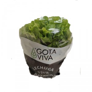 LECHUGA VIVA VERDE, UNIDAD