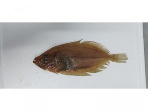 GALLO-OJITO FILETE +700 GR/PZA., KG.
