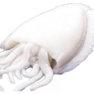 SEPIA PELADA LIMPIA +500 GRS/PZA, KG.