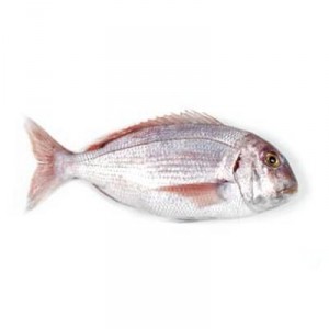 PARGO-MACHOTE SALVAJE 800/+, KILO