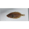 GALLO-OJITO FILETE +700 GR/PZA., KG.