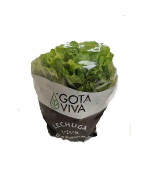 Lechuga Viva Verde, Unidad