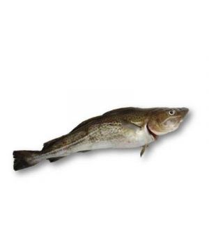 Bacalao Fresco 1-3 Kilos/Pza., Kilo