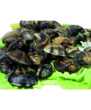 Almeja Gigante Extra 20/40 Pz-Kg,Kilo