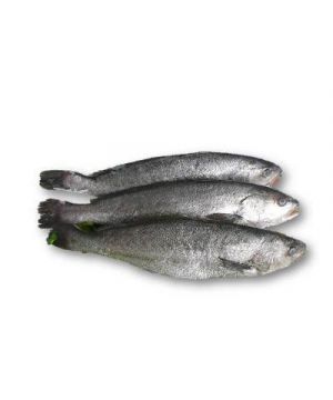 Corvina Fresca 800-1500 Grs./Pza, Kilo