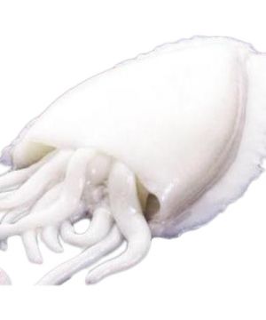Sepia Pelada Limpia +500 Grs/Pza, Kg.