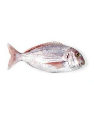 Pargo-Machote Salvaje 800/+, Kilo